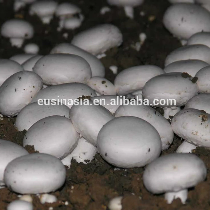 
Fresh White Button Mushroom 