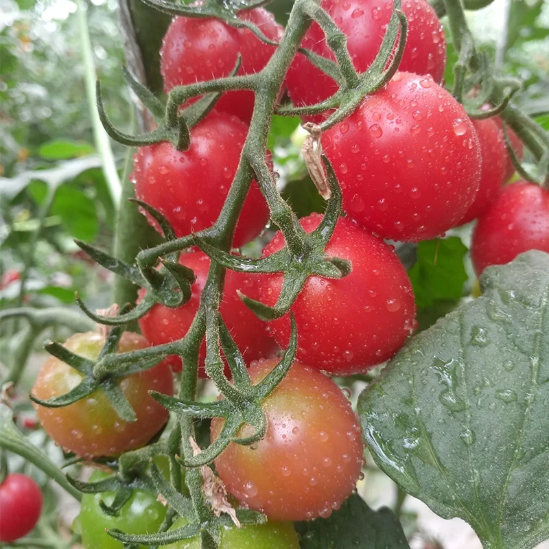 Заводская цена Семена помидоров розовый Семена помидоров Черри