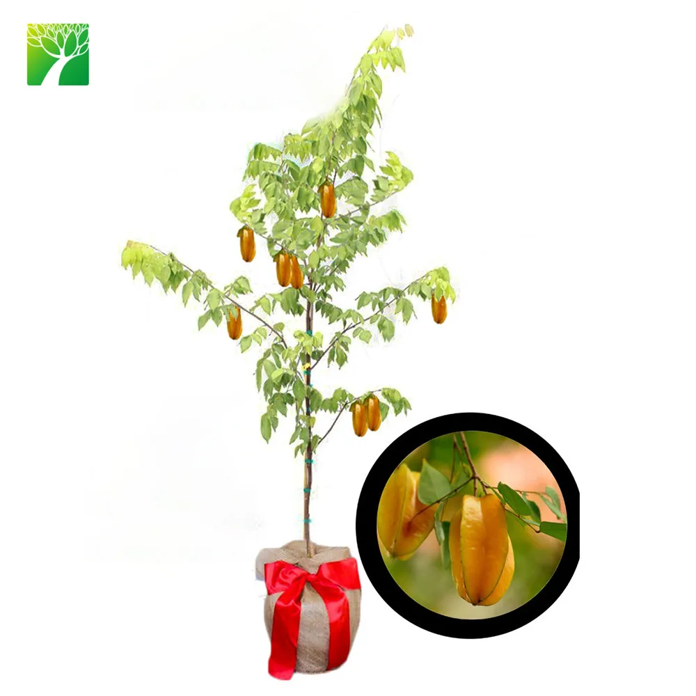 
 Прямая продажа, саженцы фруктов с золотой звездой, аверроа карамбола для растений  