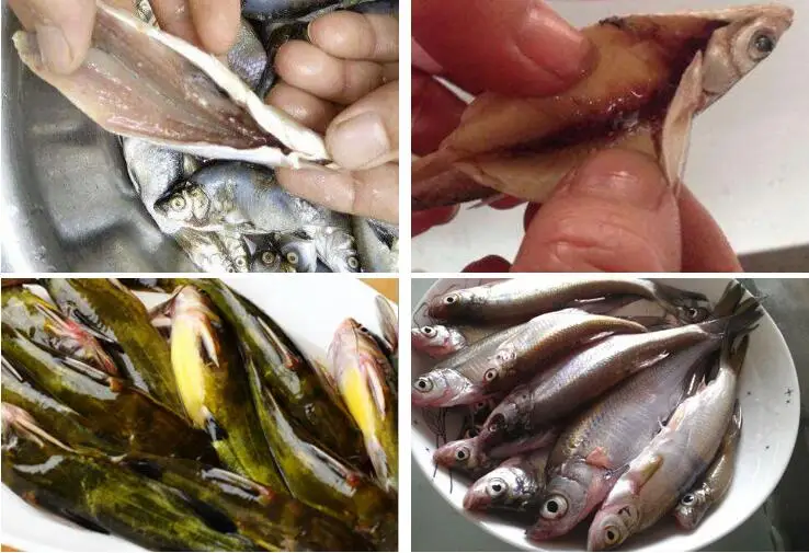 Заводская цена, машина для резки мелкой рыбы, машина для обработки сардин, машина для резки рыбы