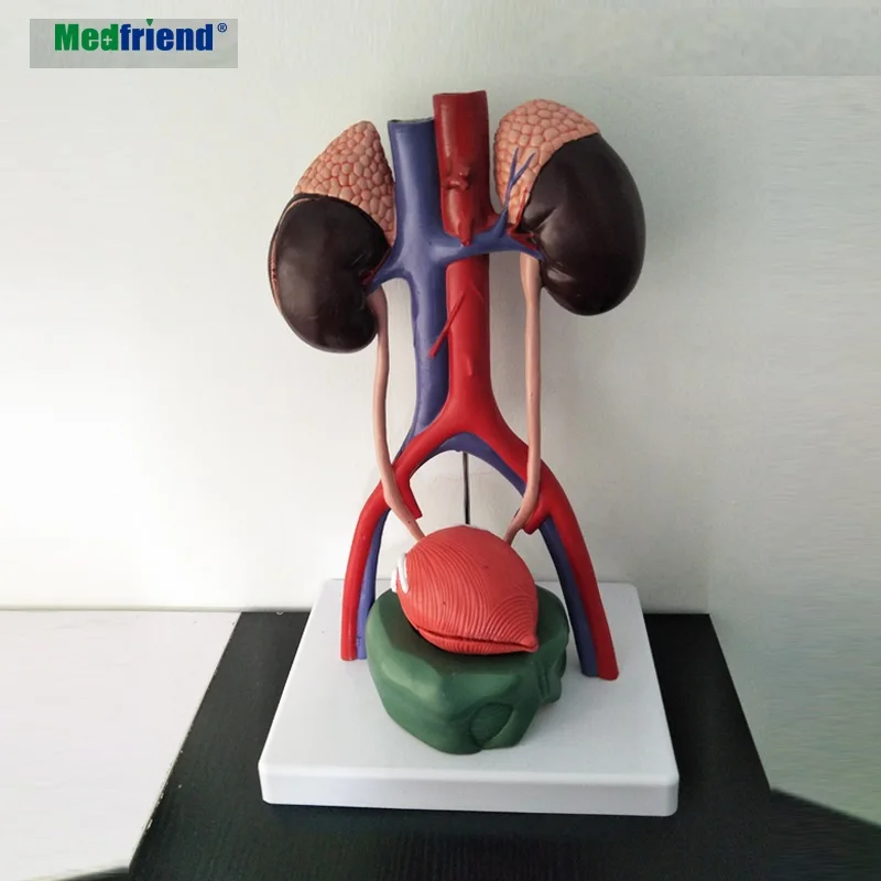 
Male Urinary System Anatomical Model, Stands 13.5 Inches Tall, Features Kidneys with Adrenal Glands, Ureters, and Bladder, Inclu 