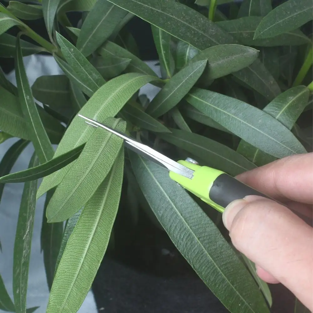 Аквариумные принадлежности/ножницы из нержавеющей стали для резервуара для растений/Изогнутые для резки цветов Scissor