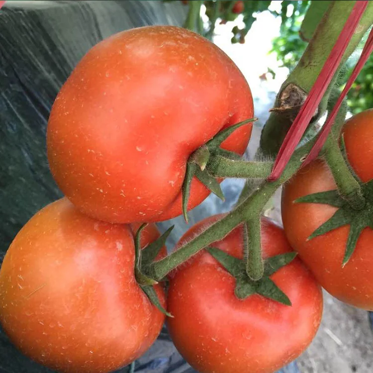 Элегантные сладкие лучшие семена томатов для теплицы