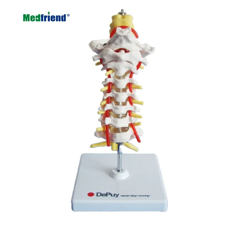 
Factory Price Advanced Melleco Cervical Vertebra Arteria Spine, Spinal Nerves Anatomical Model 