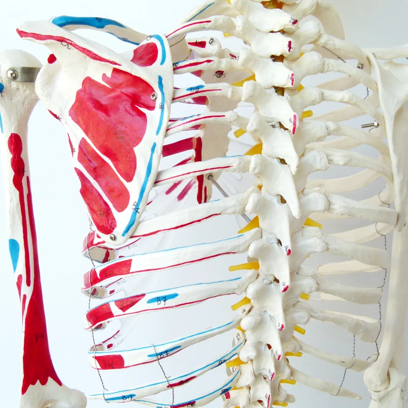The 170CM human skeleton model is coded with half muscle start and stop point