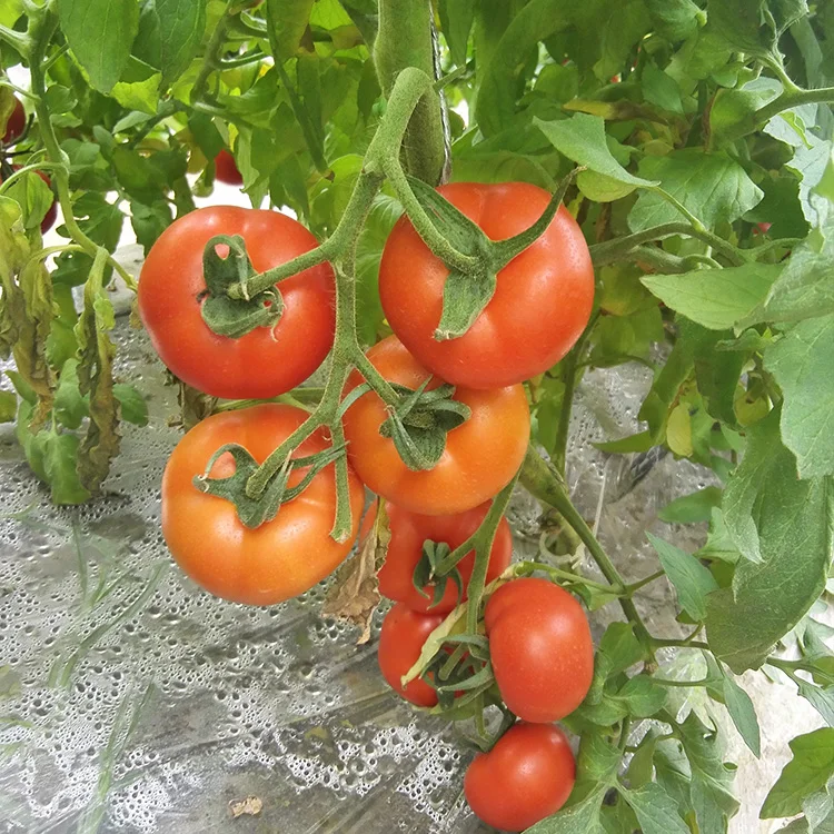 Высокое качество большой красный Тепличный томат семян для продажи