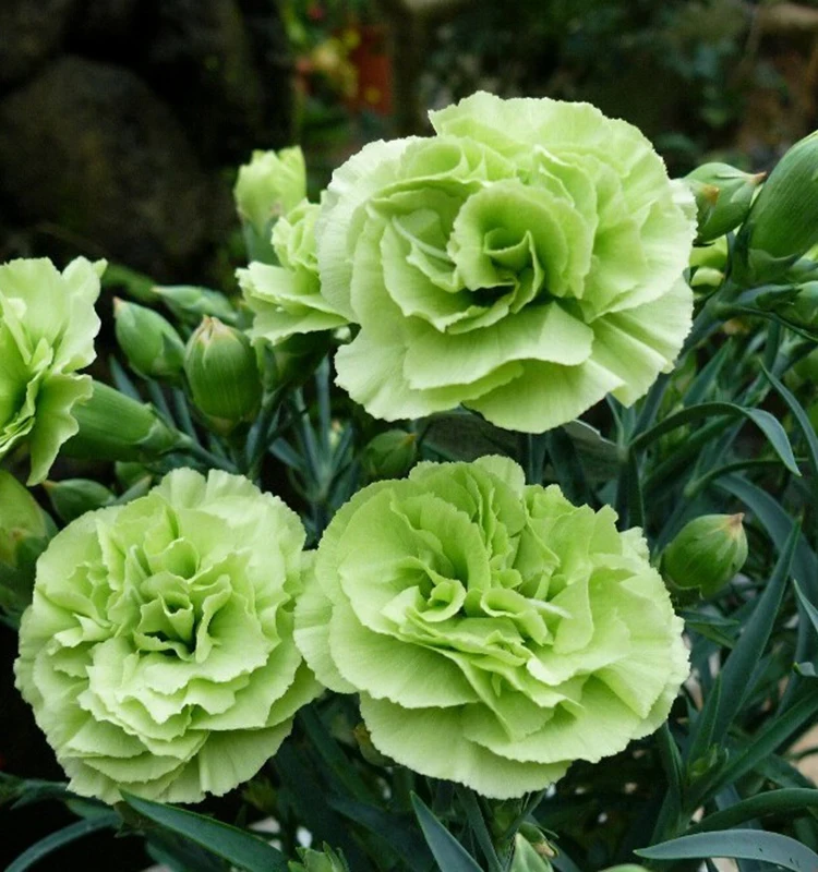 
Floral shop fresh flowers flower bouquet nature yellow carnation 