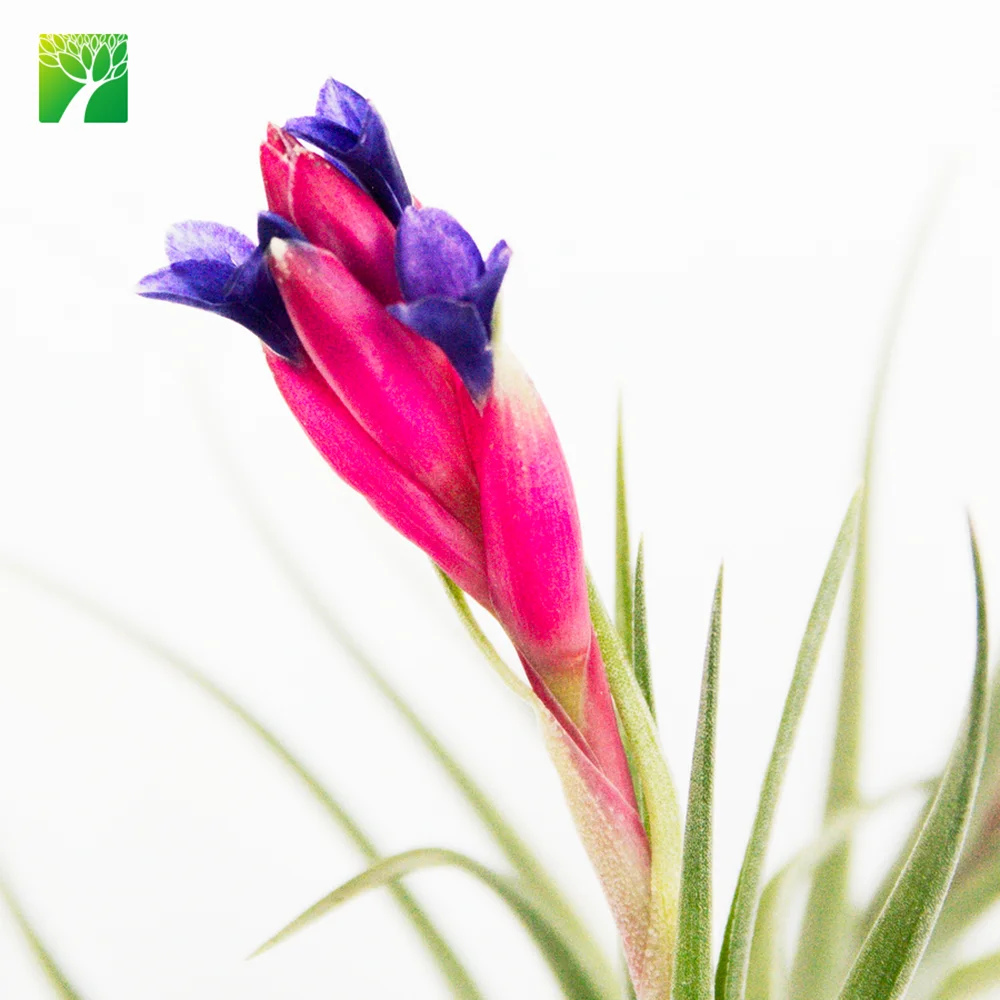 
Hot sale 2-3 inch height green live air plant T.Bergeri hybrid 