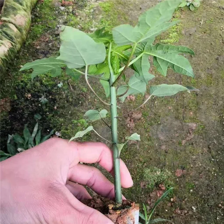 
High Yield Taiwan F1 Hybrid pawpaw seeds /Papaya Seeds with yellow flesh 
