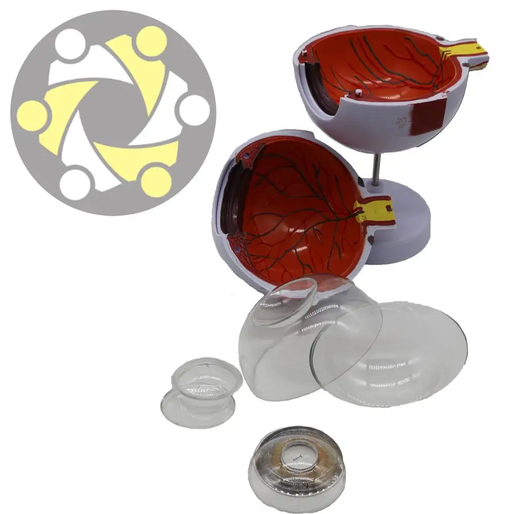6 times enlarged  model plastic human anatomical study Eye Model