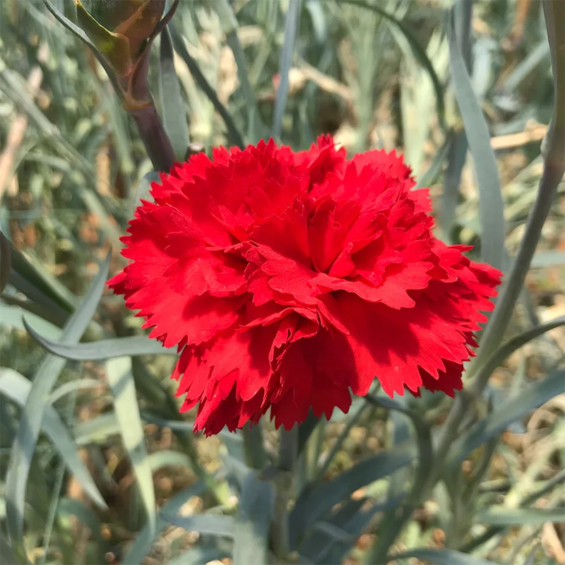 
Floral shop fresh flowers flower bouquet carnation wedding 