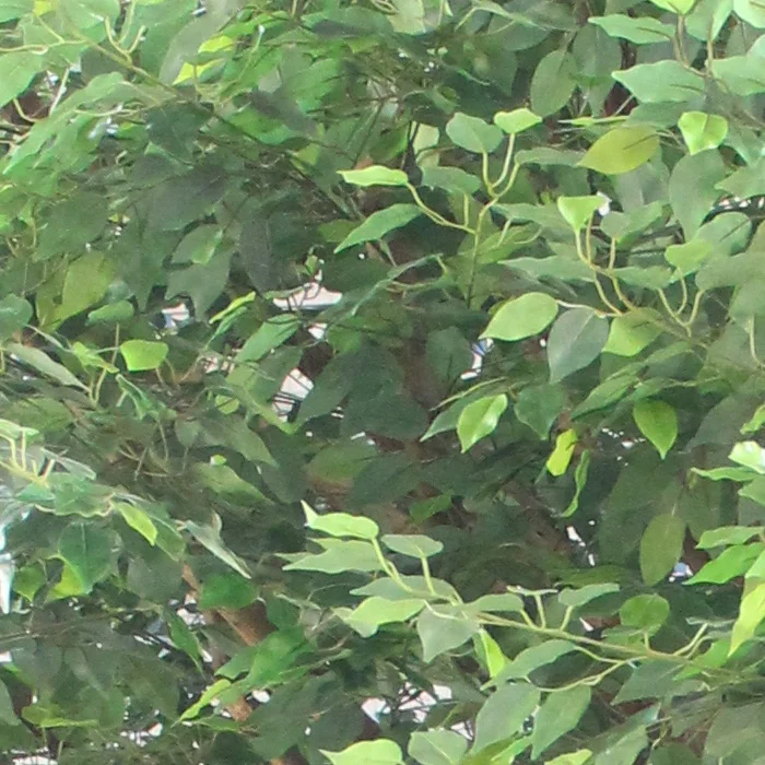 Custom made decoration artificial bonsai oak tree leaves ficus tree branch huge