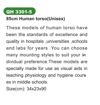 Unisex Human Torso Model Medical Anatomical Teaching Anatomy ED3301-5