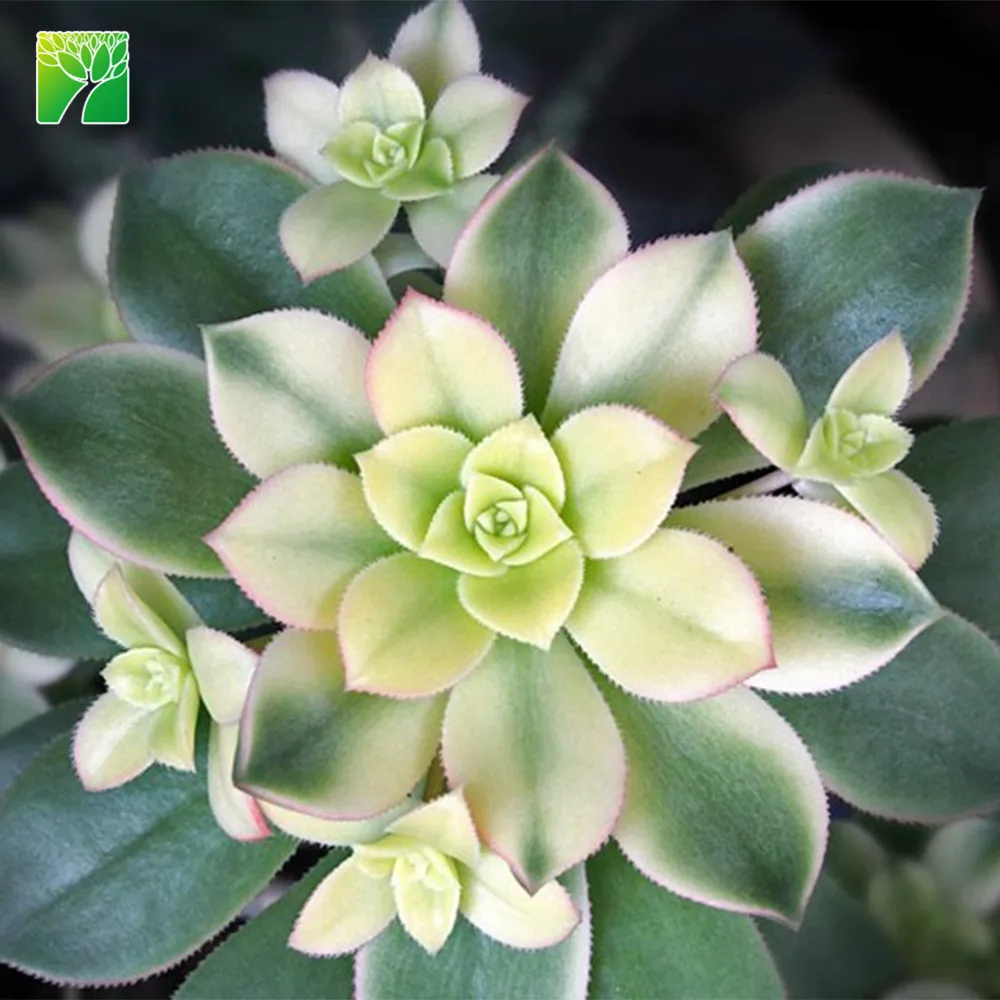 Живое растение для суккулентов с низким уровнем обслуживания, Aeonium haworthii Kiwi