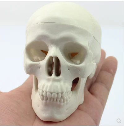 human anatomy type model Life-size Human Plastic Skull Model