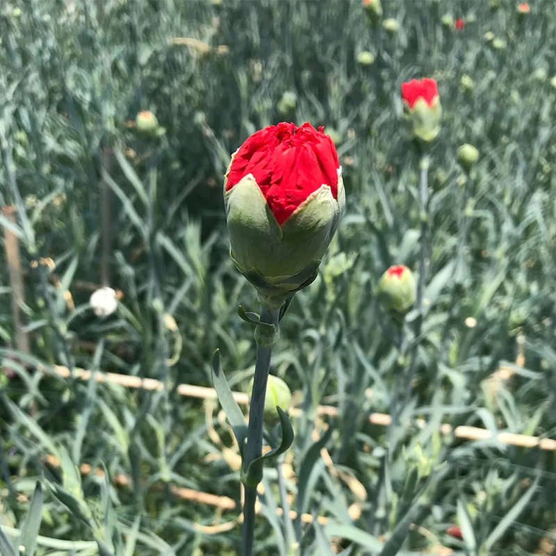 
Floral shop fresh flowers flower bouquet carnation wedding 