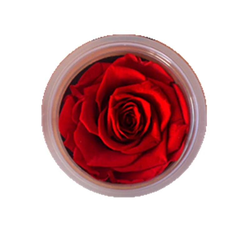 6-7 cm Wholesale preserved real long lasting roses heads