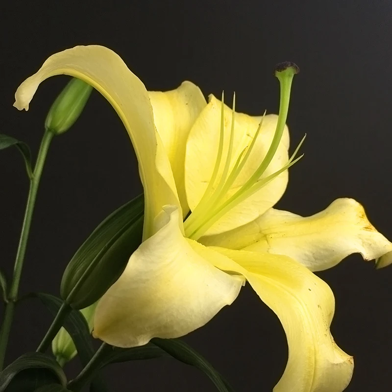 
Fresh cut flowers bulk flower market lily flower bouquet 