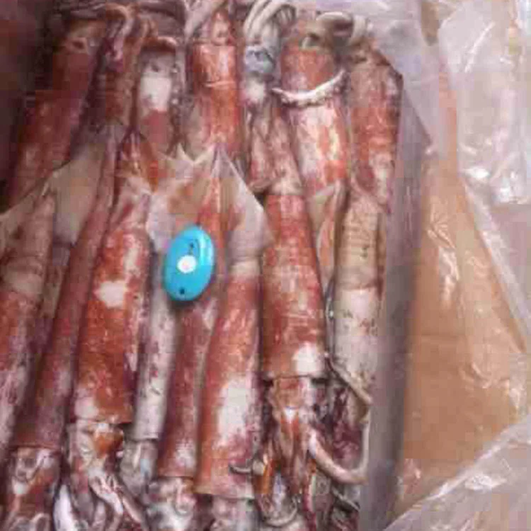 
Good price frozen squid whole Chinese Loligo Squid frozen illex squid for sale 