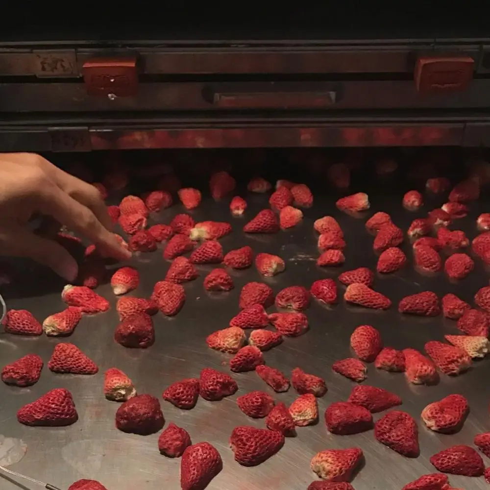 JK-FD-5N 50kg freeze dryer industrial vacuum freeze drying machine for strawberries