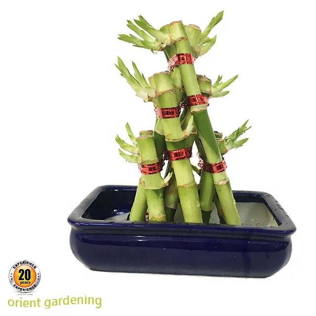 
2 Layer 3 Layer 4 Layer China Triangle Dracaena Sanderiana Bamboo Lucky 