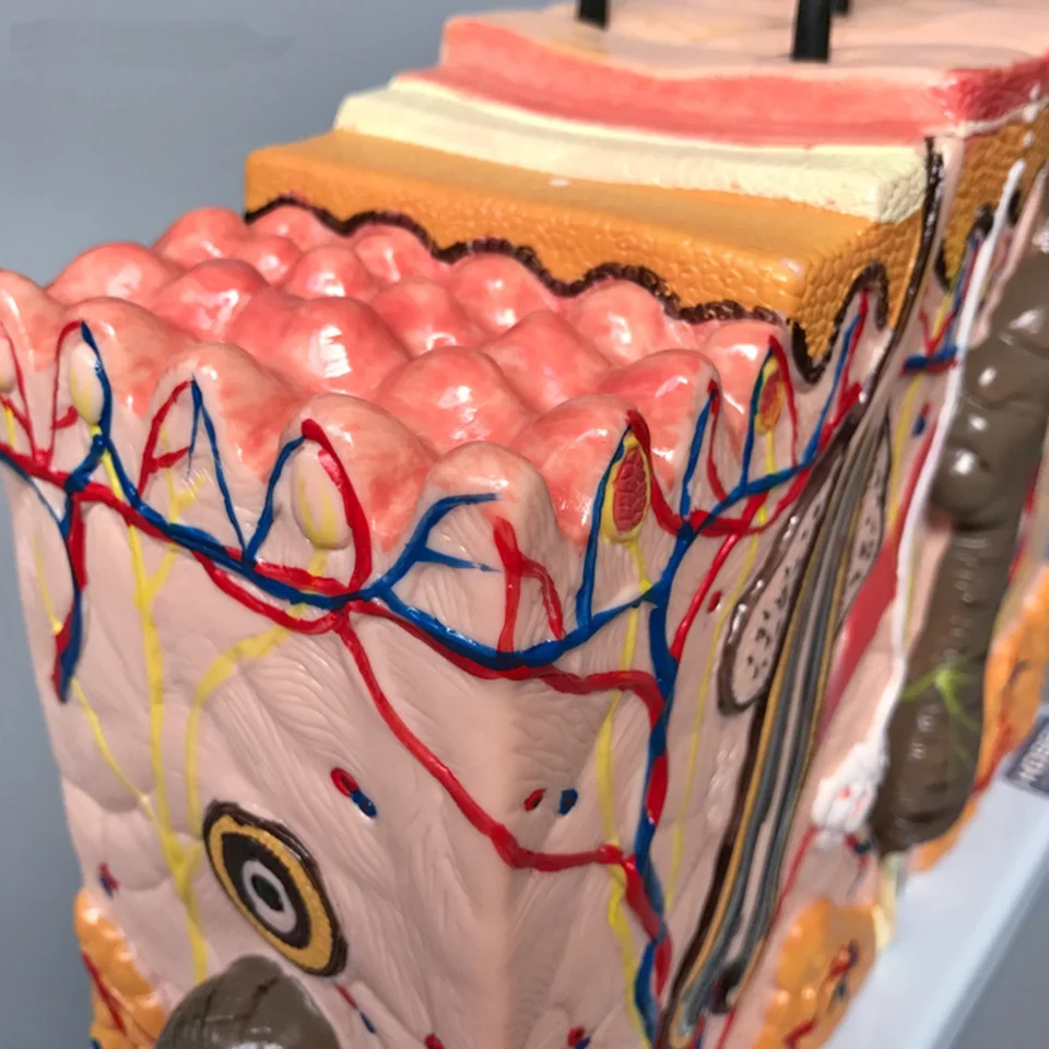 New arrival Plastic Human Skin teaching Models For School Supplies for sale 	skin anatomical model