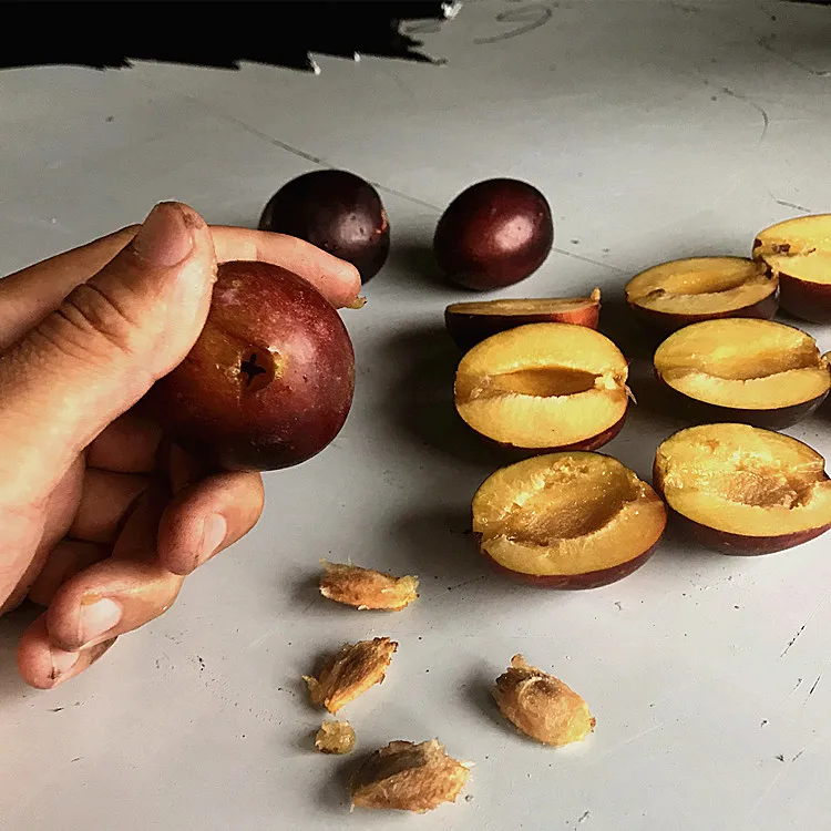 
Stainless steel plum pitting machine/kernel remover/pitter equipment hot sale 