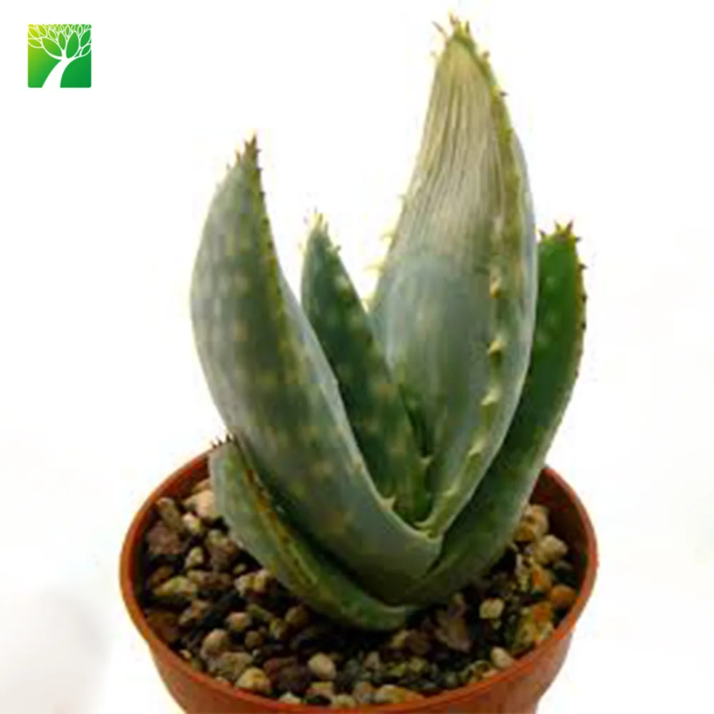 Растения алоэ hereroensis высотой 30-60 см