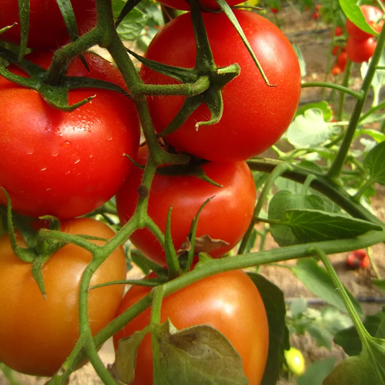 Неопределенный гибрид Семена овощей помидор семян