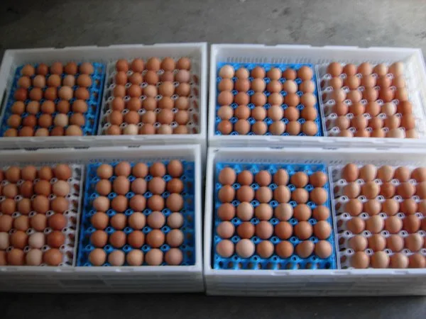 New type plastic egg crate egg transport box