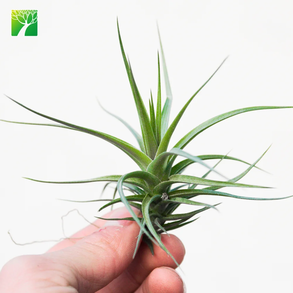 
Hot sale 2-3 inch height green live air plant T.Bergeri hybrid 
