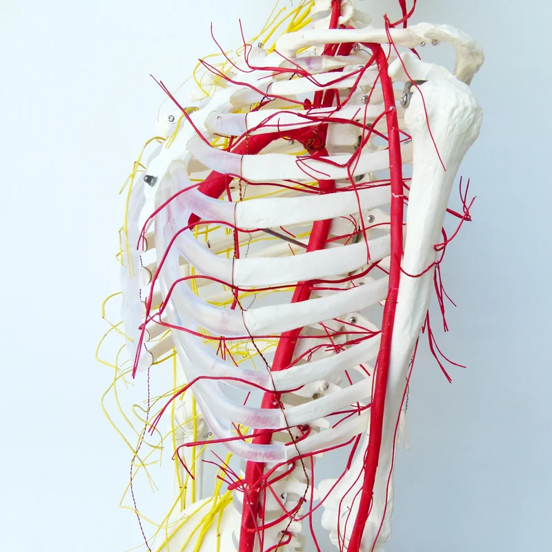 170 skeleton, nerve, Medical Full Skeleton Anatomical Human Model