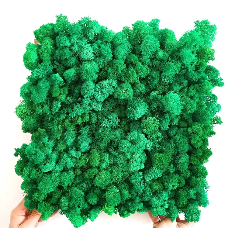 China Suppliers Natural Real Preserved Grass Wall Decoration Irish Moss Wall