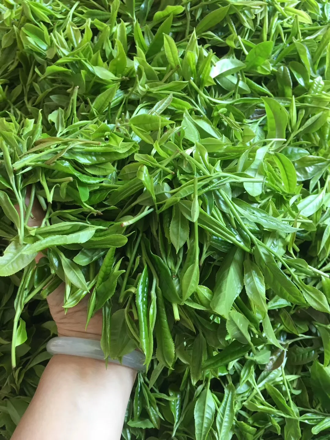 2022 EU certified High Quality White Tea Loose Leaf Pai Mu Tan Bai Mu Dan White Peony Tea