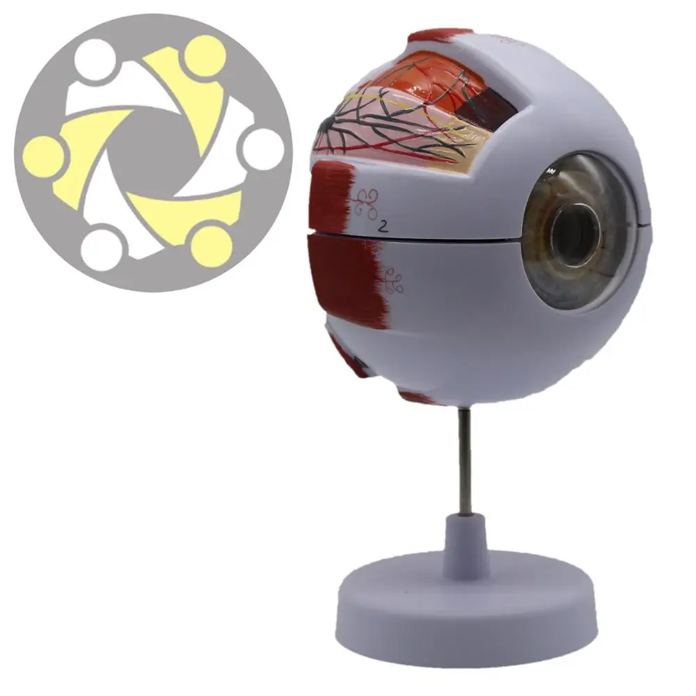 6 times enlarged  model plastic human anatomical study Eye Model