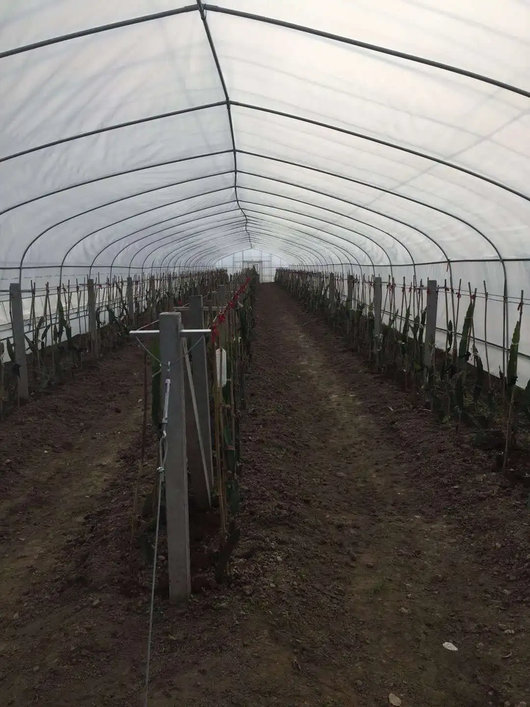single span tunnel  greenhouse with plastic film covering