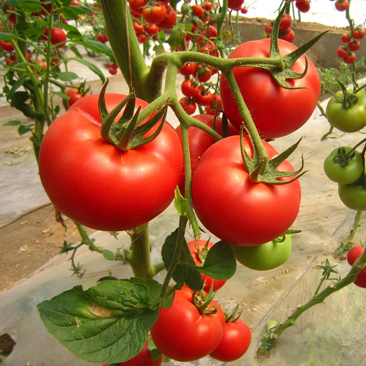 Семена гибридного помидора семена сыпучих овощей