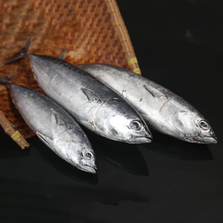 
2020 new frozen skipjack tuna fish with good price 