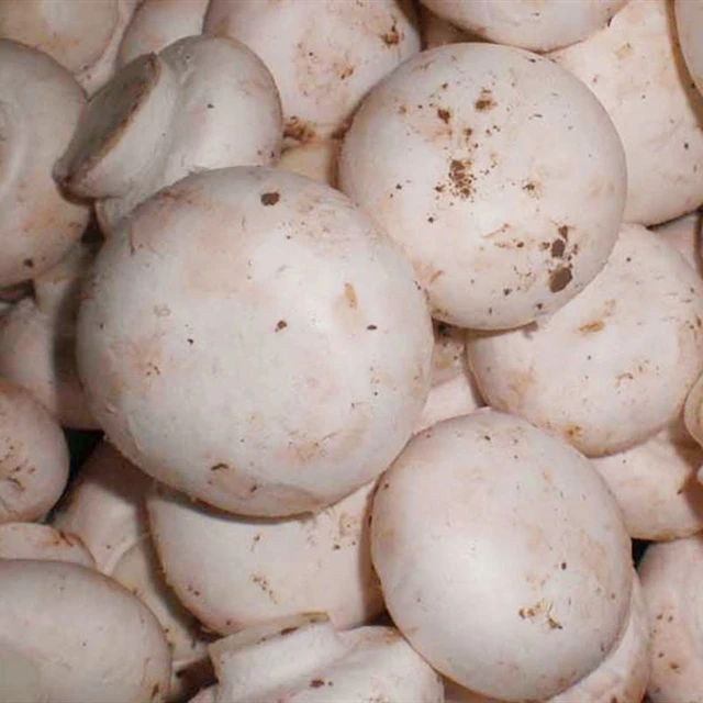 Dried Champignon Mushroom Slice Price for Sale