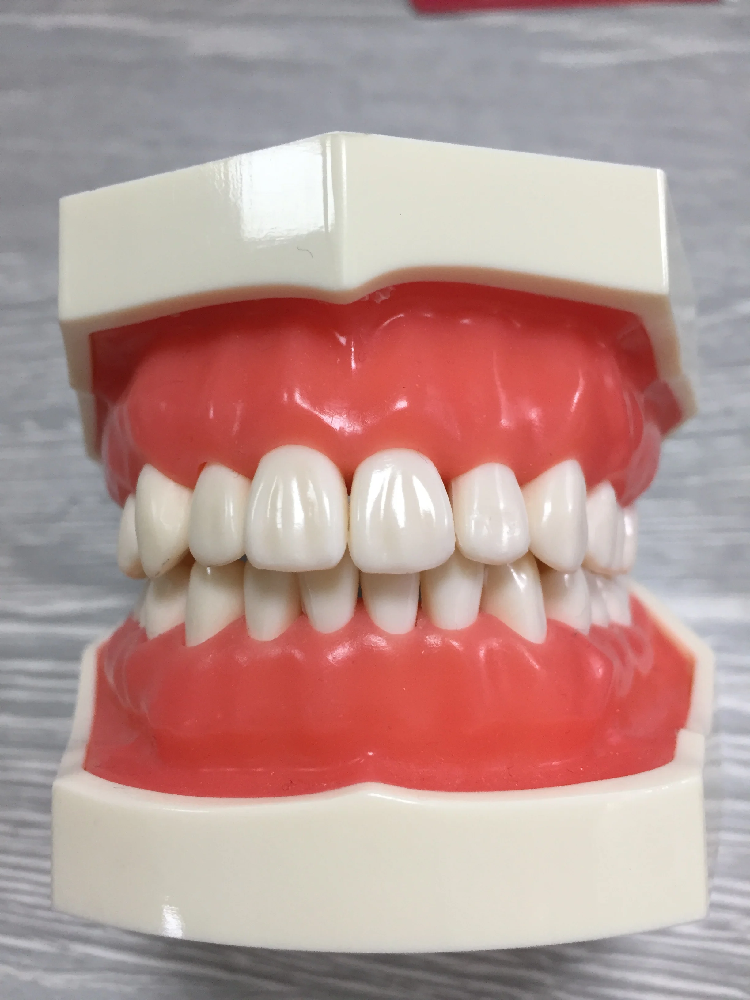 2019 Высококачественная стандартная жесткая резинка, пластиковая модель зубов с 28 винтовыми зубцами для практики