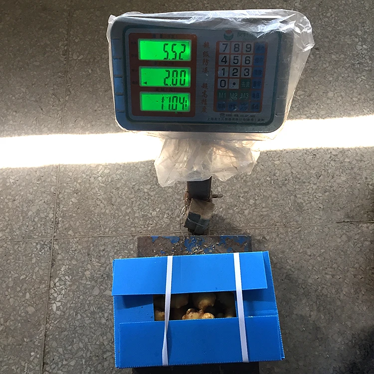 
Chinese fresh mature ginger from shandong price in usa 