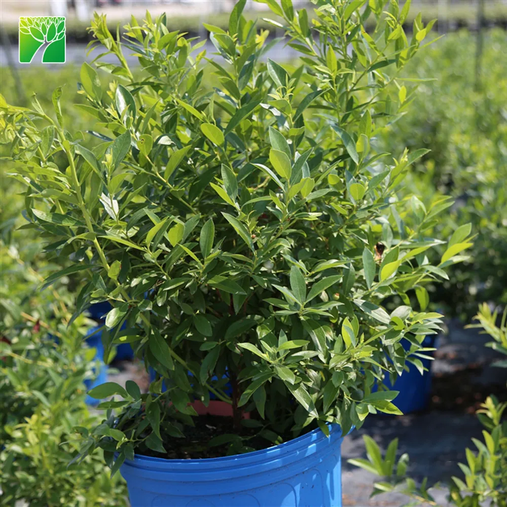 Полностью защищенная от солнца грунтовая композиция blueray привитая фруктовая рассада прививка