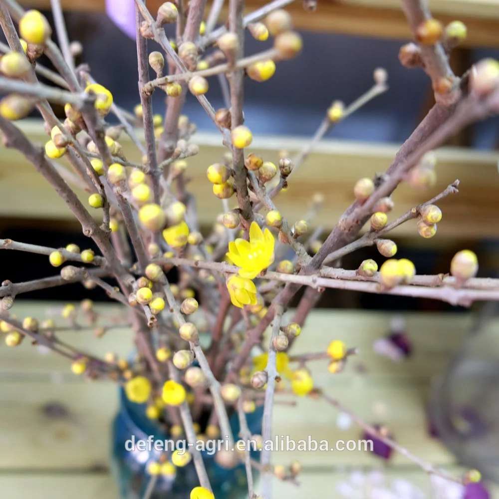 New year fresh cut branches plume blossom for home decoration
