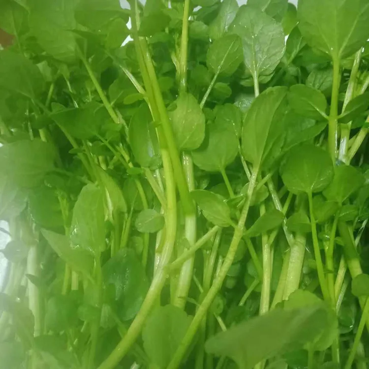 2021 Hot Sale Hydroponics Seed, Fresh Seed Of Watercress