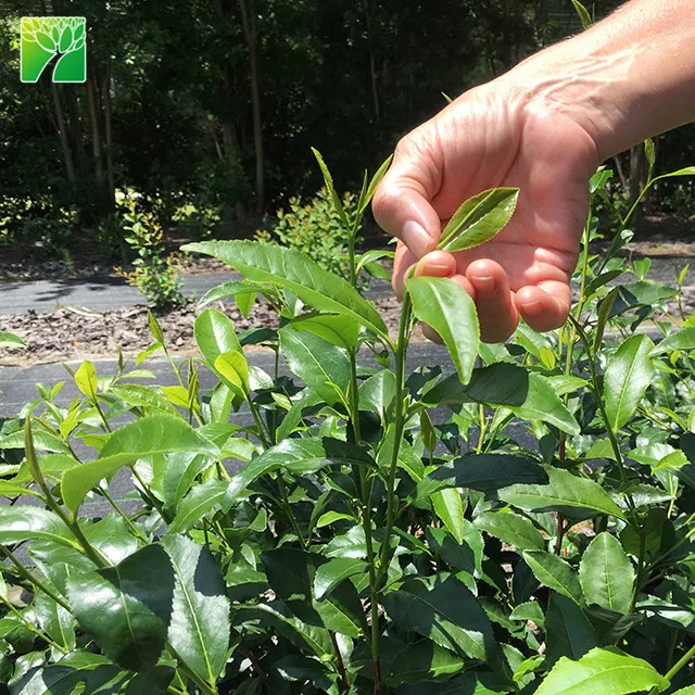 Hot sale subtropics woody plant White Tea BAI HAO YIN ZHEN plant Camellia sinensis