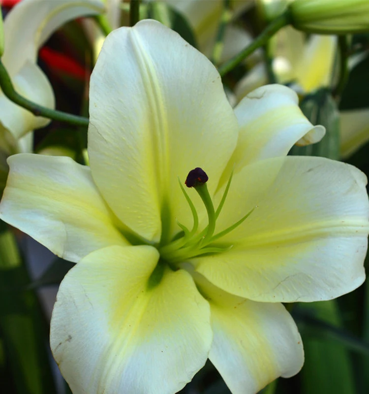 
Fresh wedding bouquets flower Fresh Flowers For Any Occasion white lily bouquet 