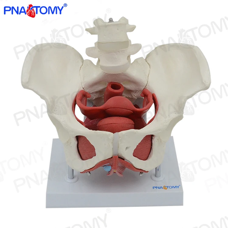 Adult Female Pelvis with Muscle Organs Pelvic Floor Muscle Model PNT-0589-3B Life Size PVC Medical Science Anatomical Model