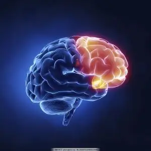 
CAS 537-55-3 Nootropics n-acetyl l-tyrosine 