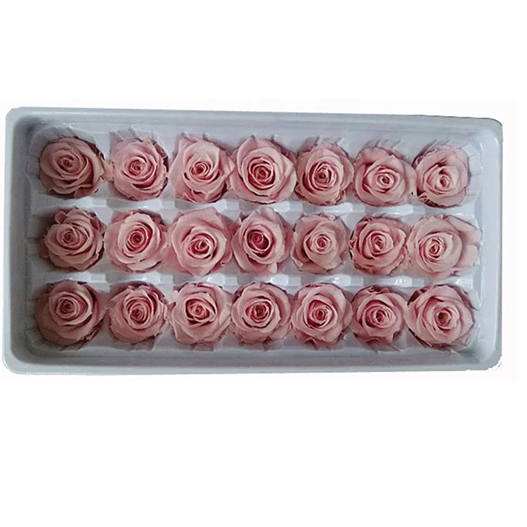 Flora 2-3 cm Champagne Color Preserved Natural Mini Roses Flowers In Box preserved roses