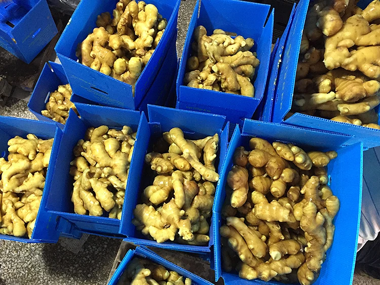 
Chinese fresh mature ginger from shandong price in usa 